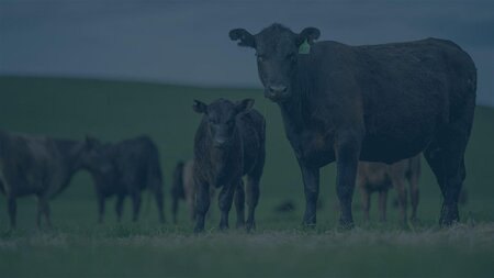 Global Traceability Framework for Beef and Leather